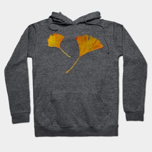 ginkgo biloba leaves in autumn Hoodie